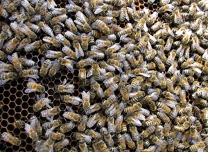 honey bee research new zealand